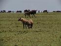 Always given a clear path through the herds
